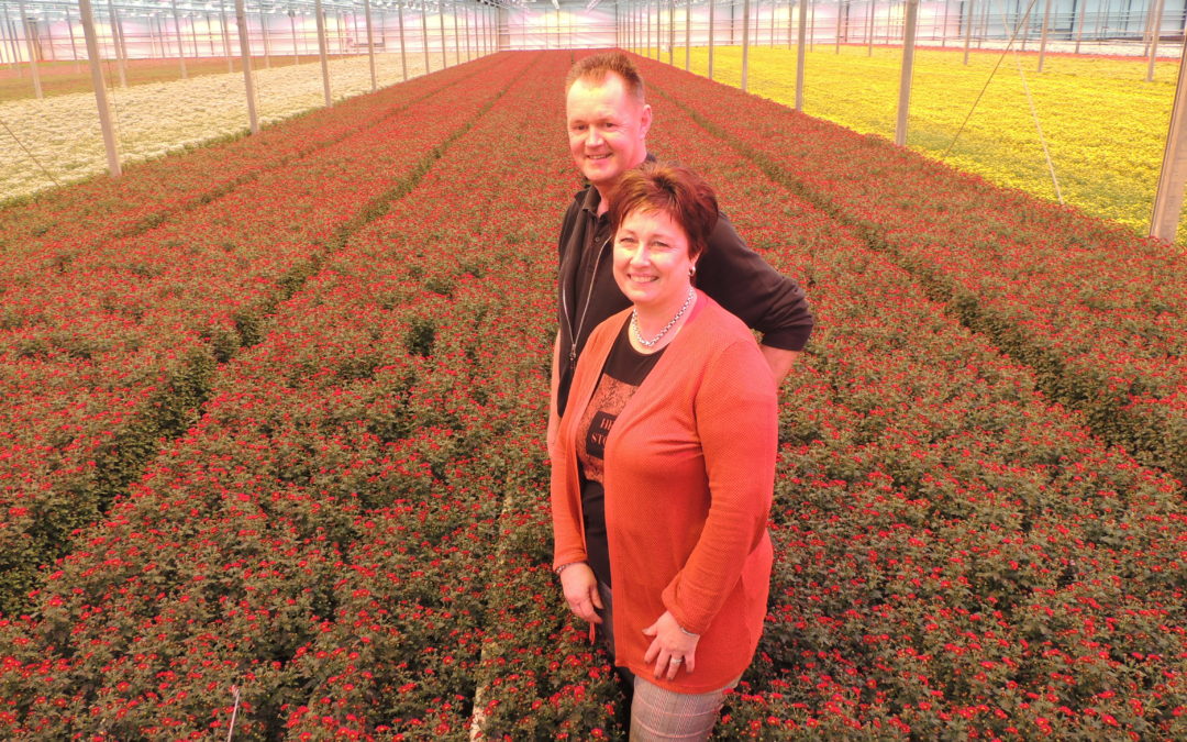 Chrysantenkwekerij Westeringh Flowers sloot het hele glastuinbouwpakket over